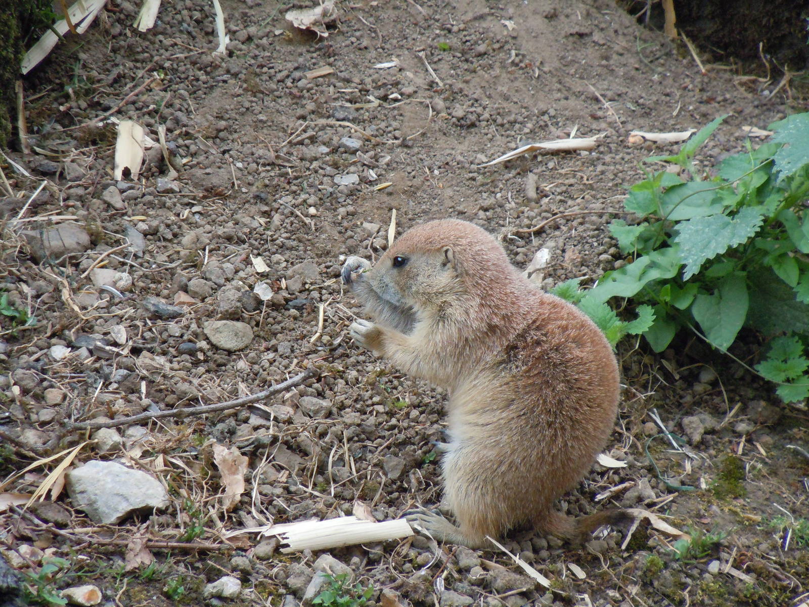 Black-tailed Prairie Dog