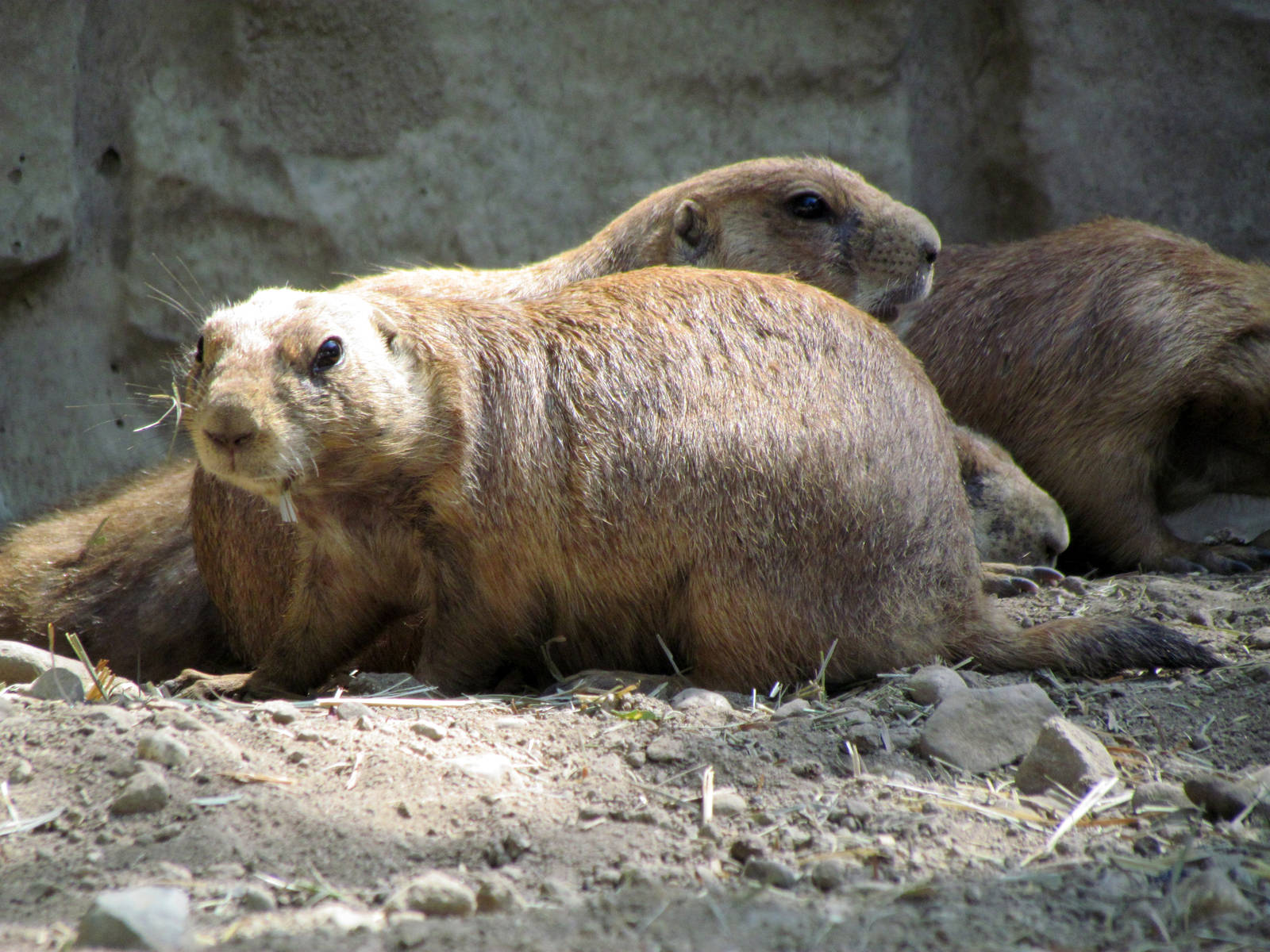Black-tailed Prairie Dog