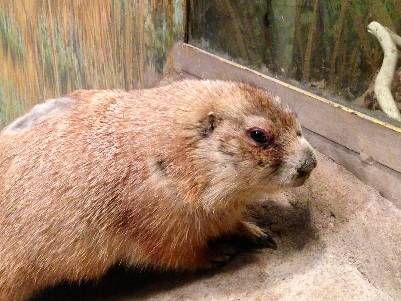 Black Tailed Prairie Dog