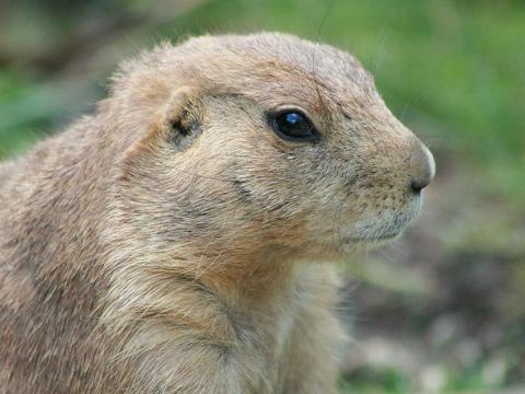 Black-tailed Prairie Dog