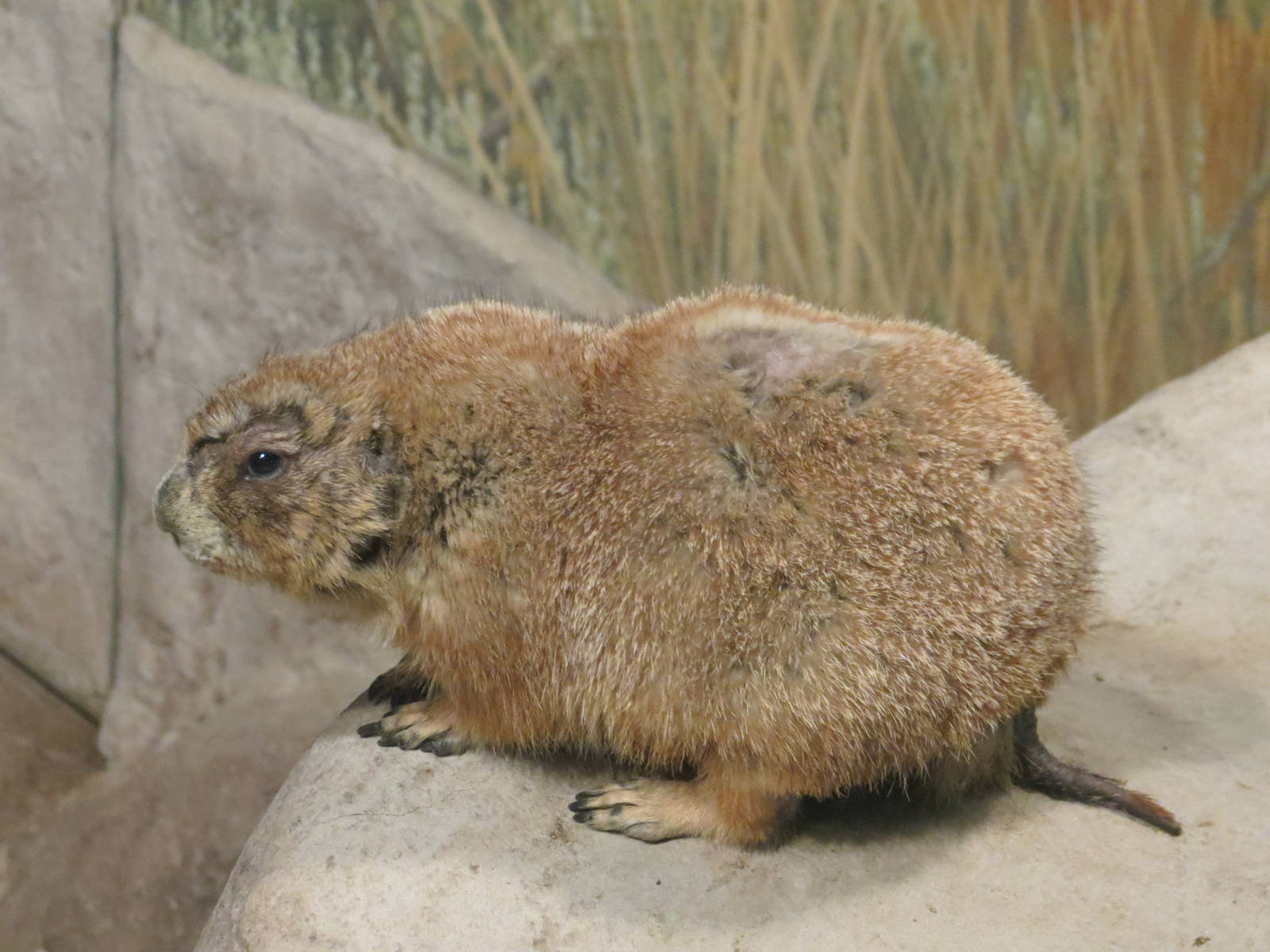 Black-tailed Prairie Dog