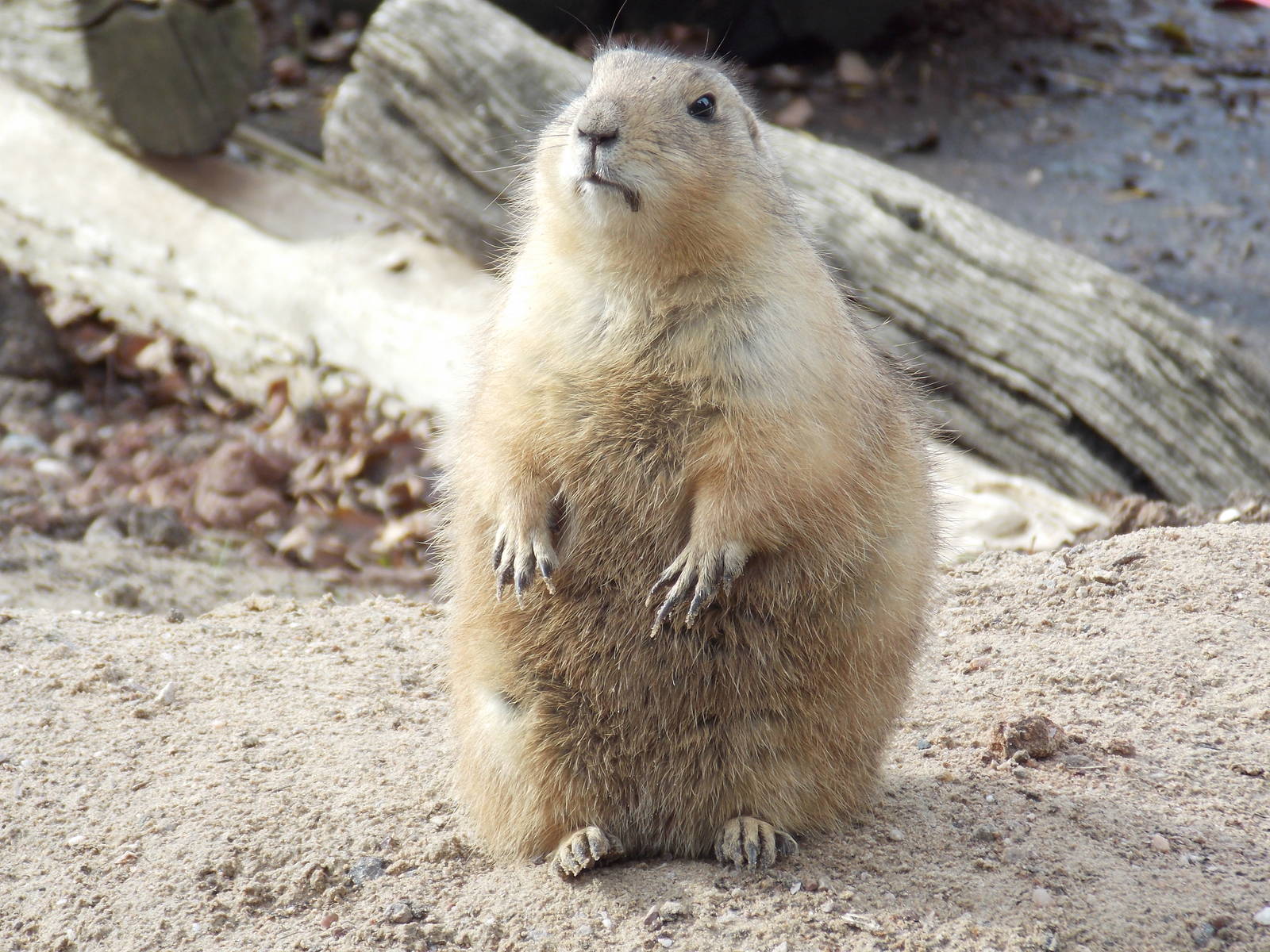 Black-tailed prairie dog