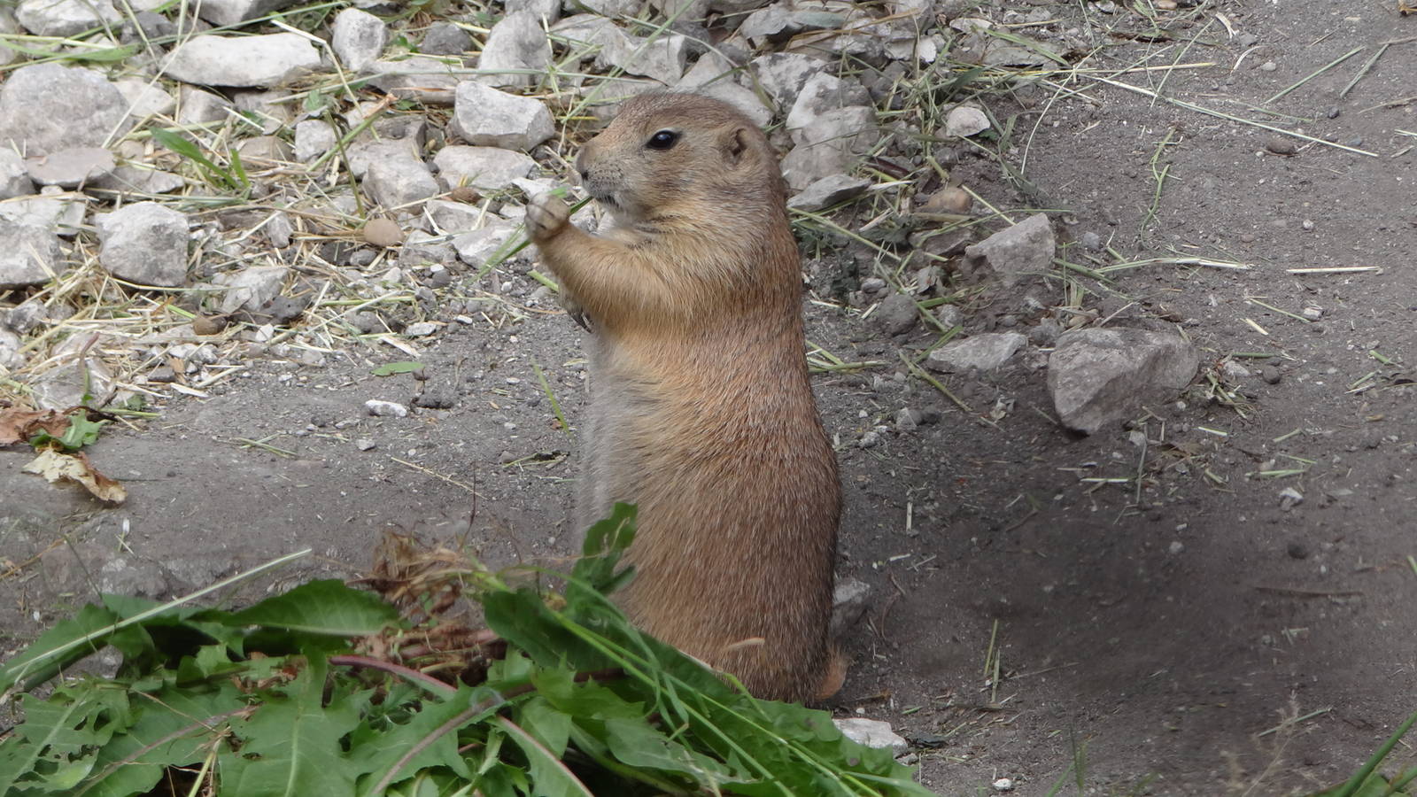 Black-tailed Prairie Dog
