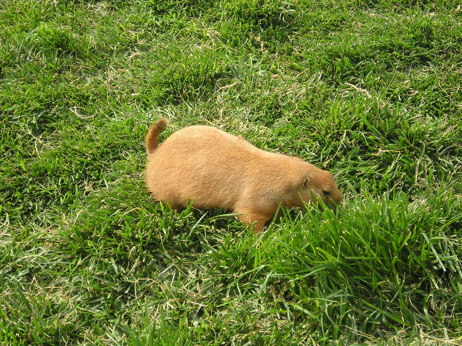 Black-tailed prairie dog