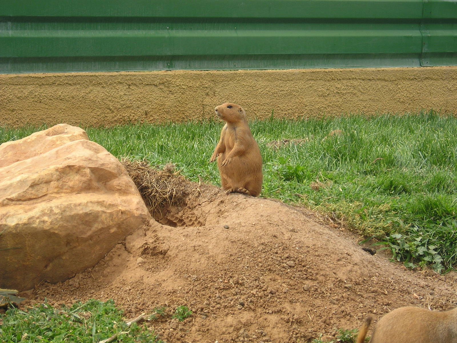 Black-tailed prairie dog