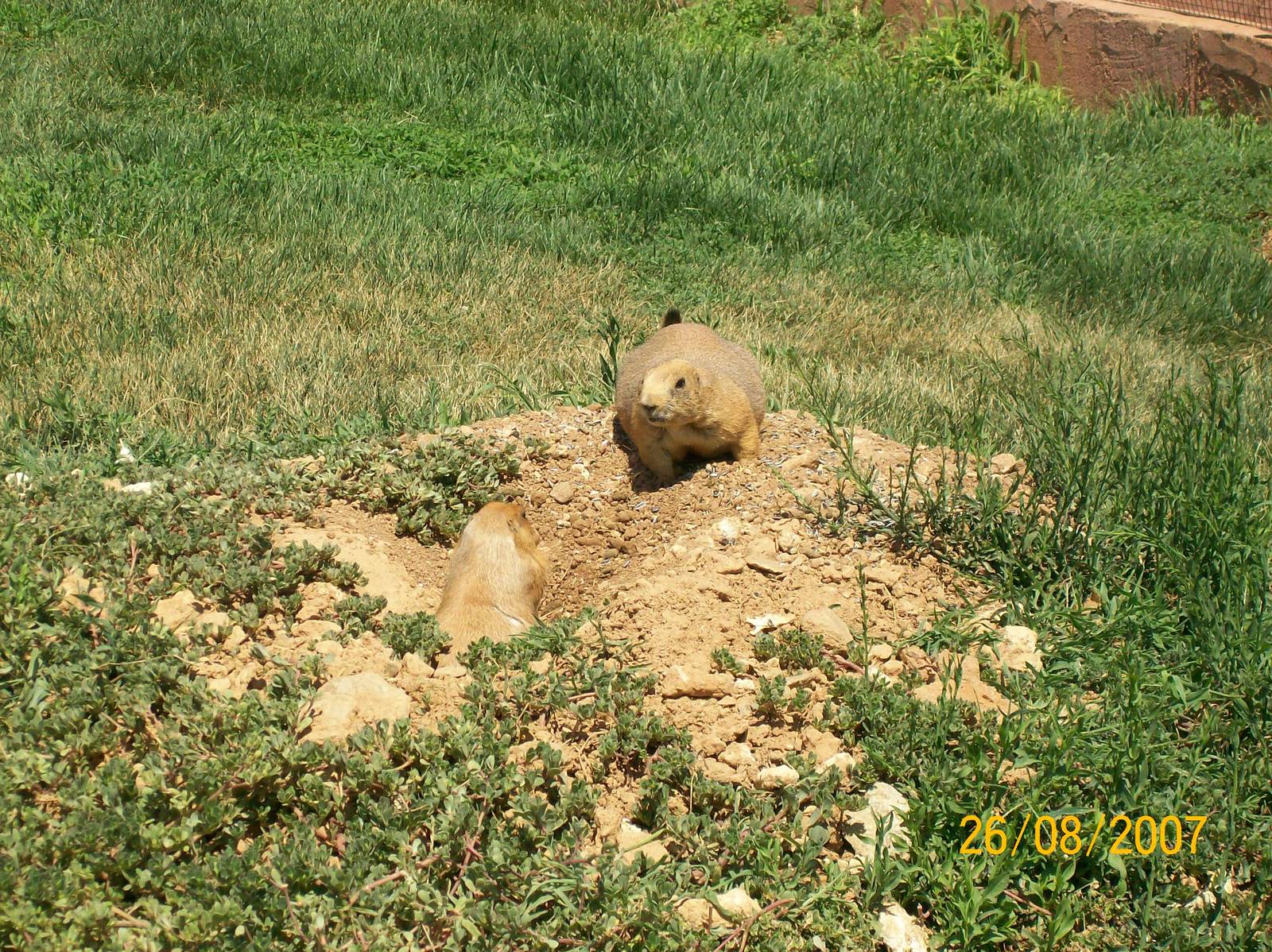 Black-tailed prairie dog