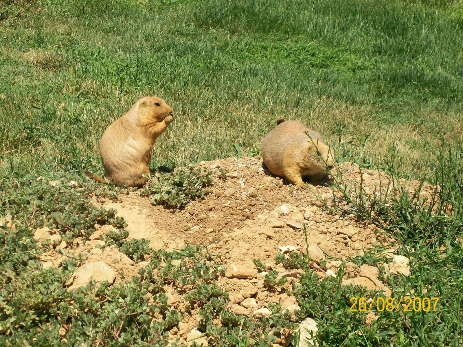 Black-tailed prairie dog