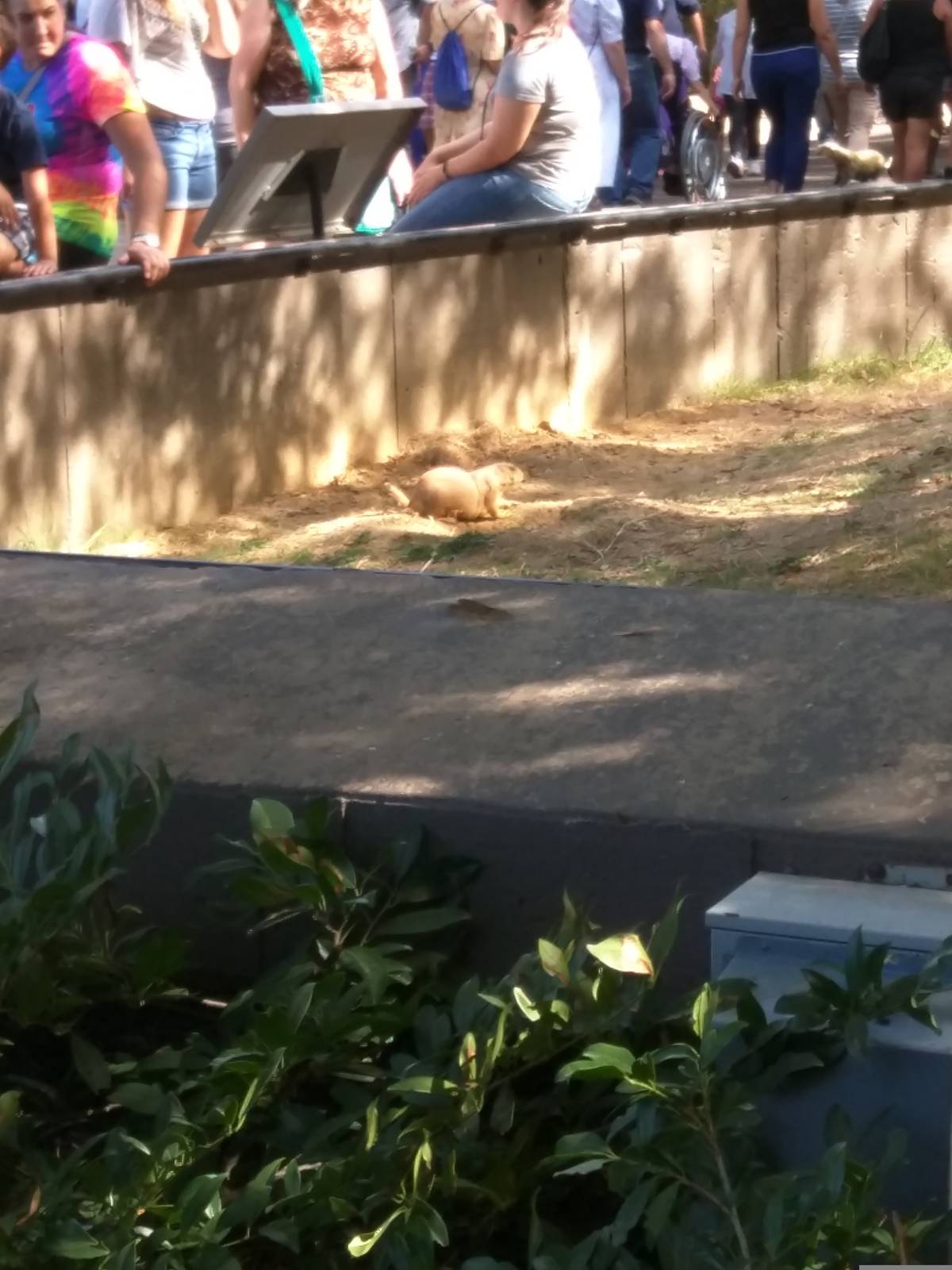 Black Tailed Prairie Dog