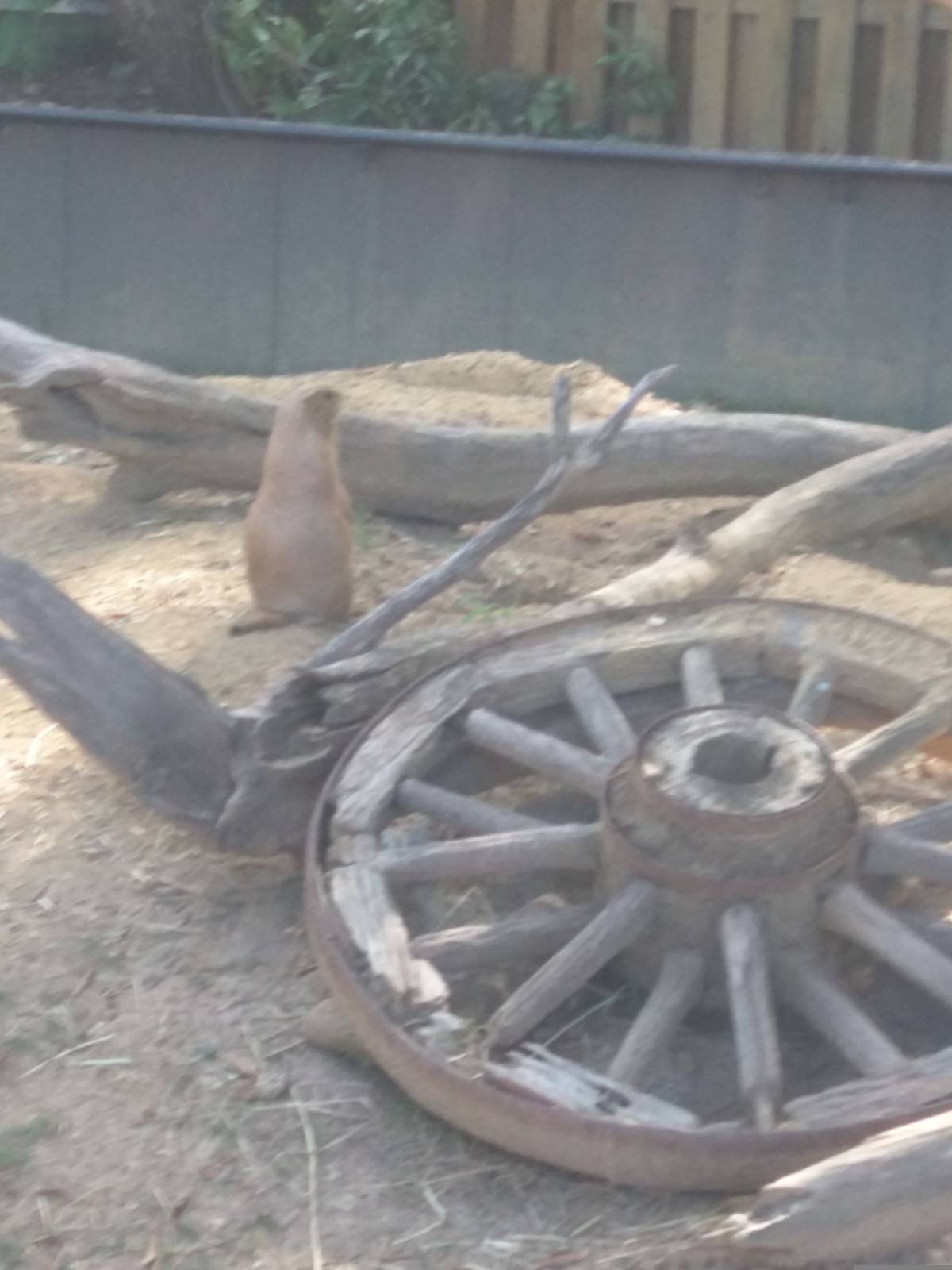 Black Tailed Prairie Dog