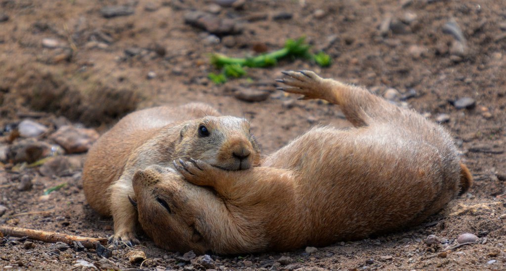 black-tailed prairie dog