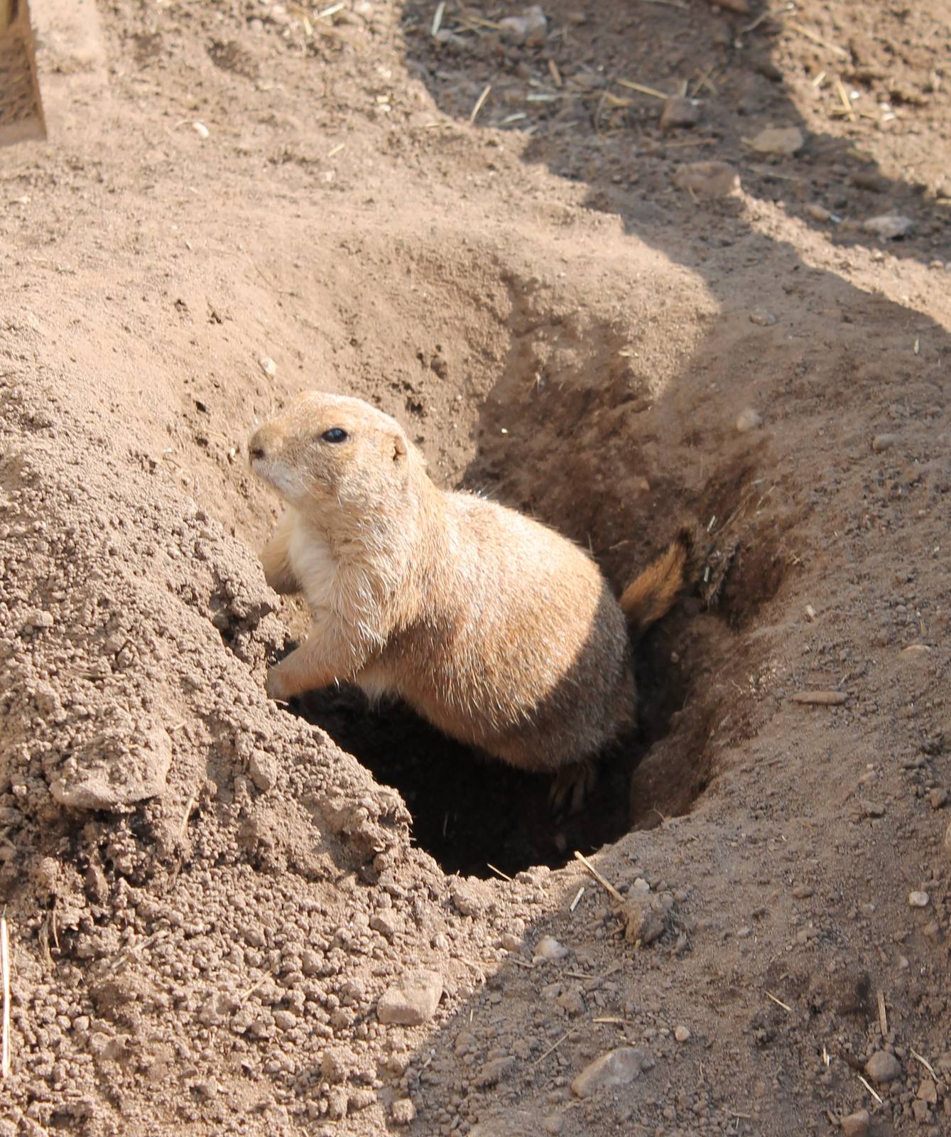Black-tailed prairie dog