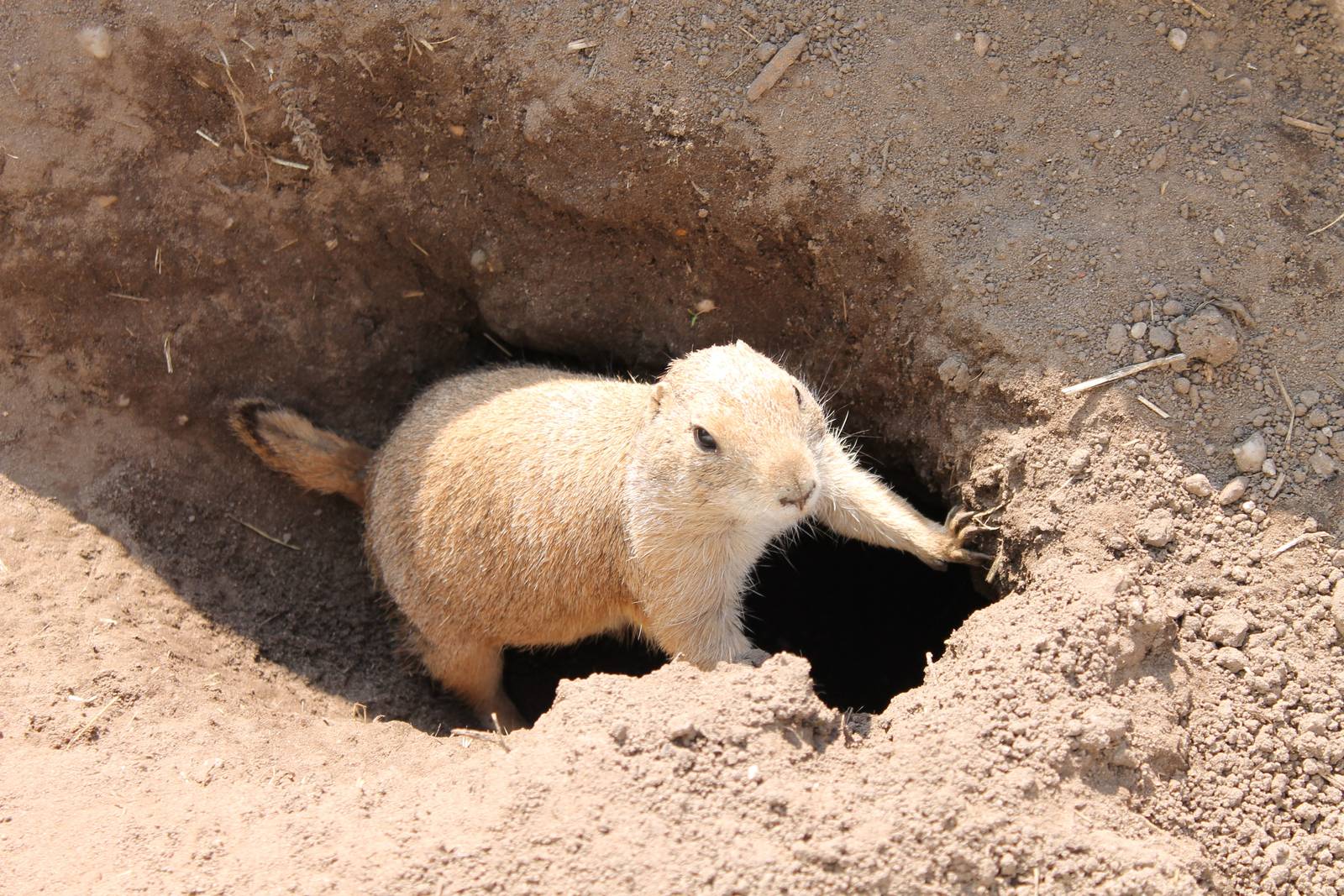 Black-tailed prairie dog