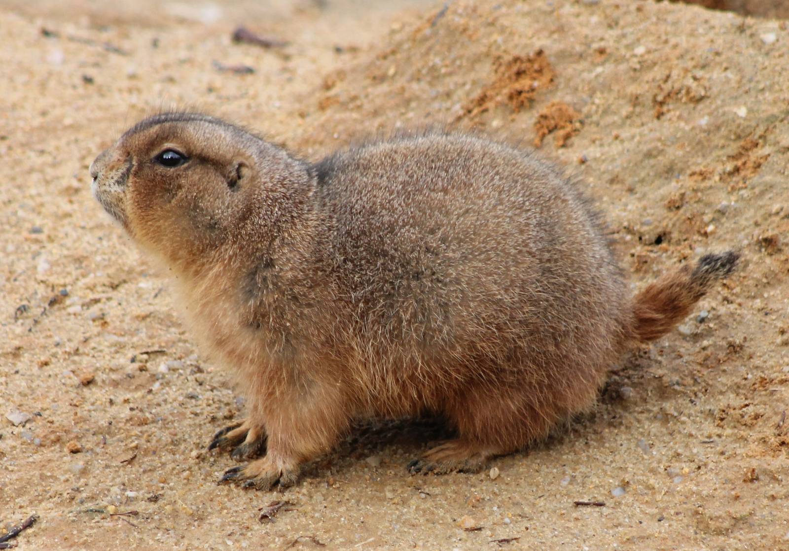 Black-tailed prairie dog