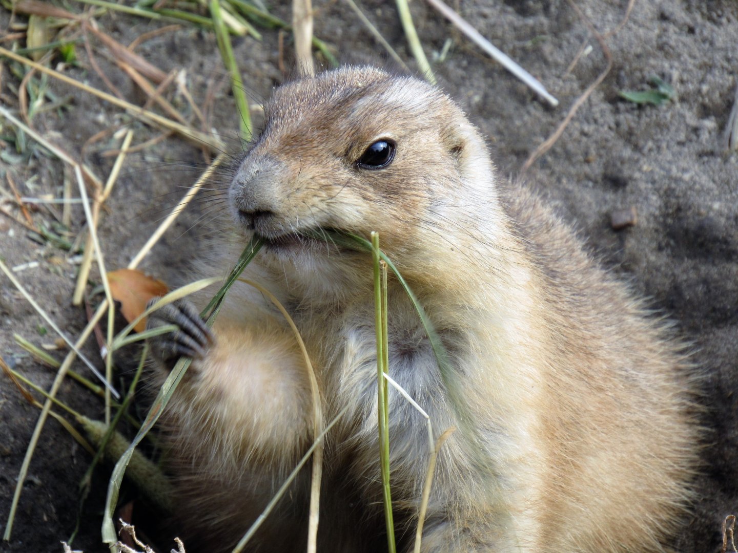 Black-Tailed Prairie Dog