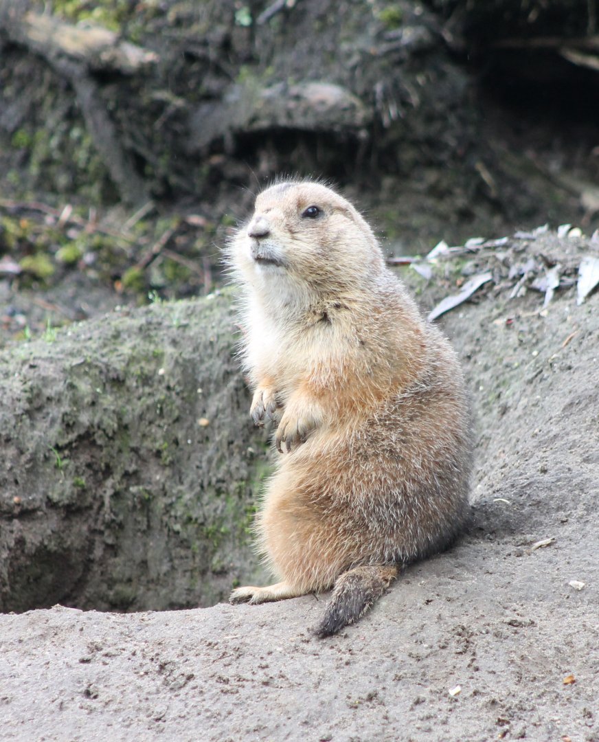 Black-tailed prairie dog