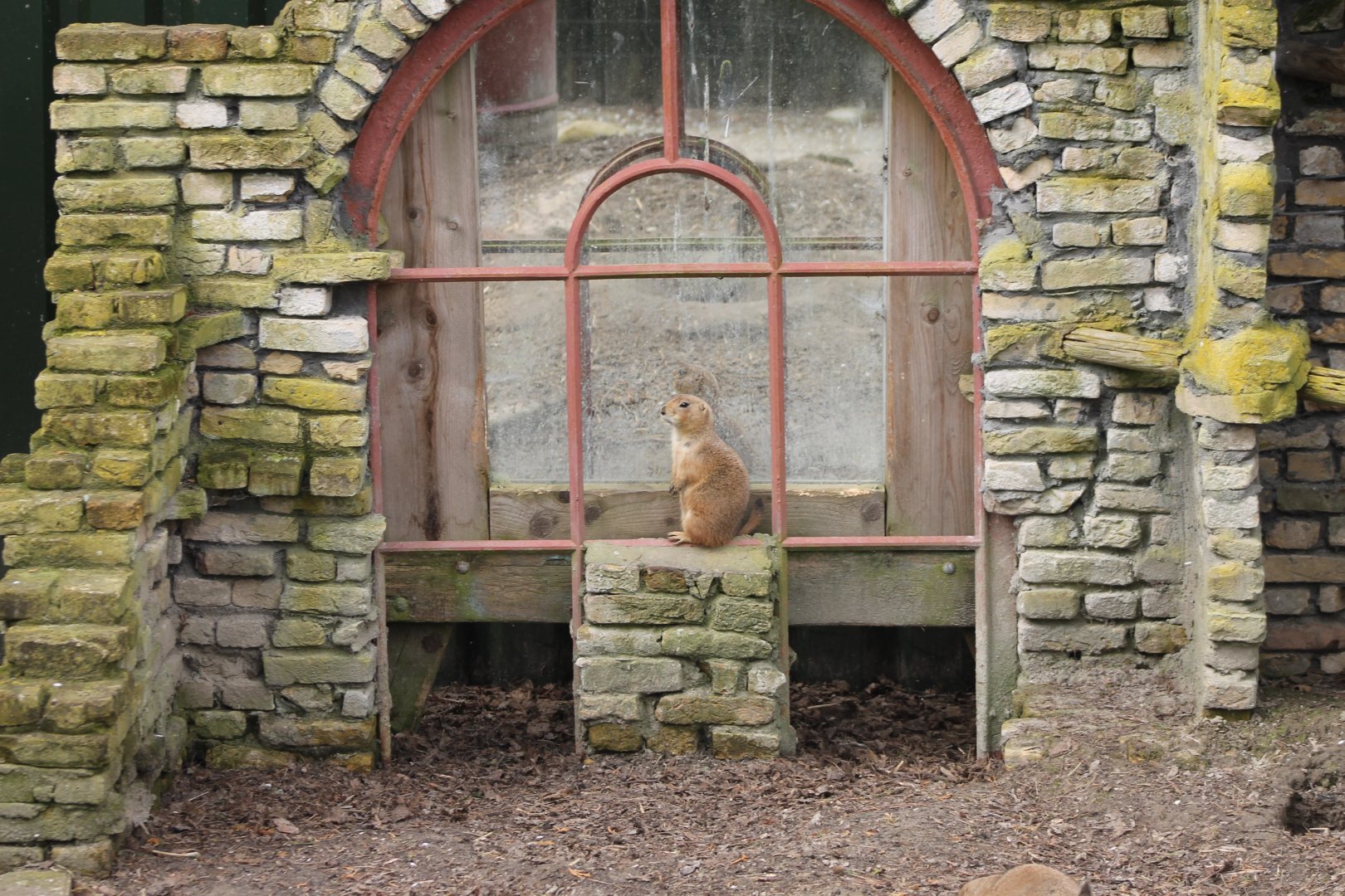 Black-tailed prairie-dog