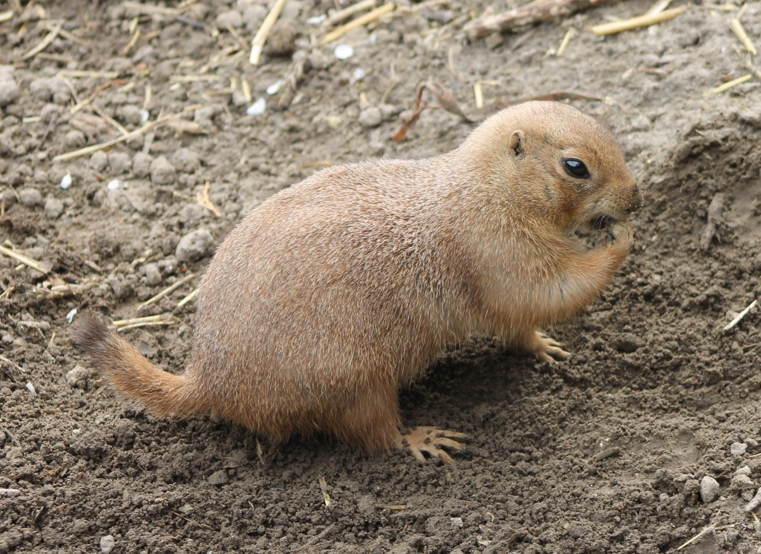 Black-tailed prairie-dog