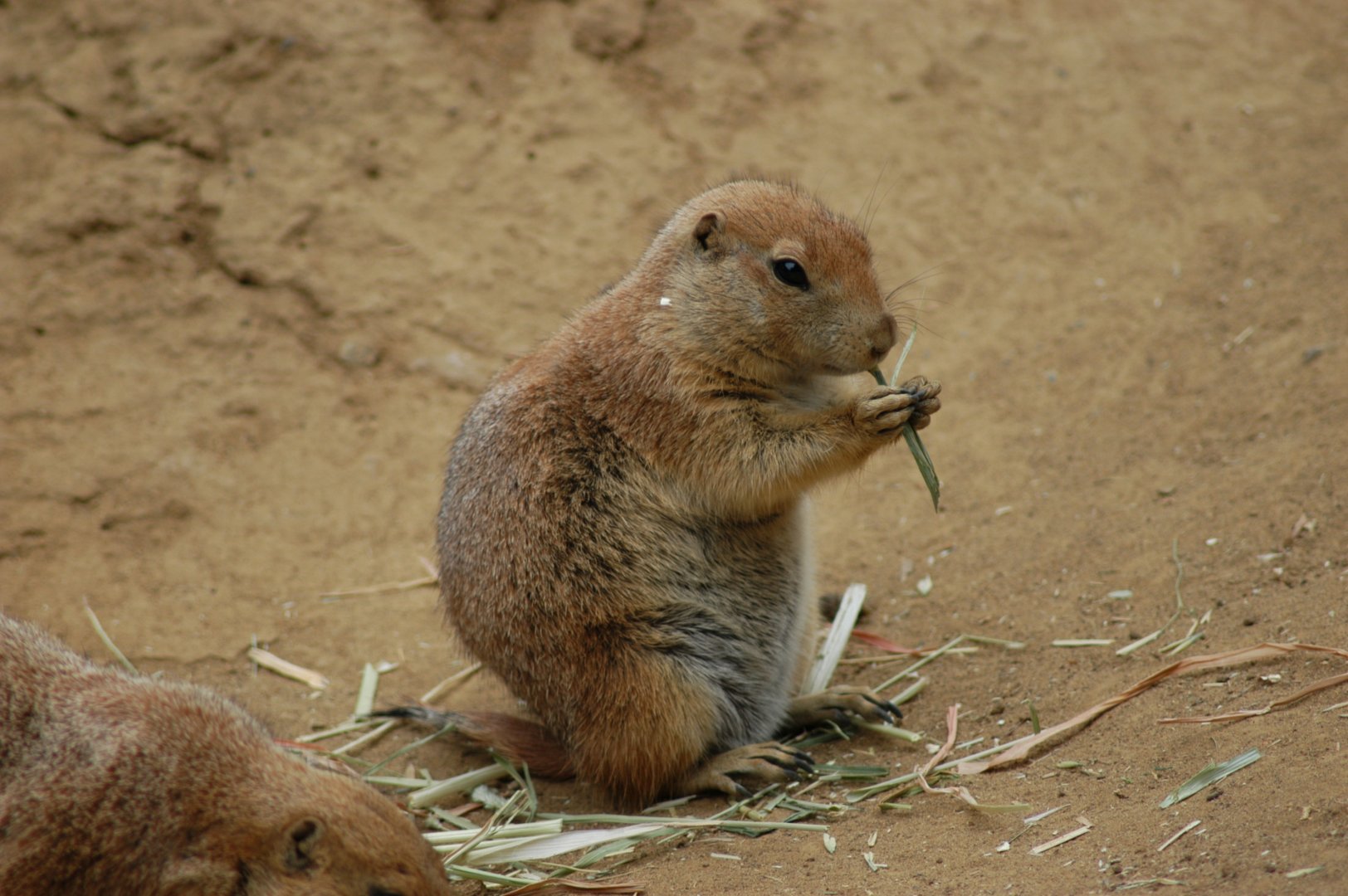 Black-tailed Prairie Dog