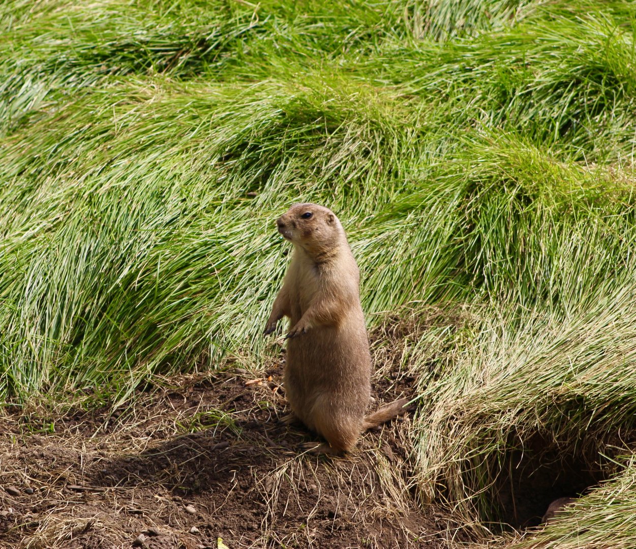 Black-Tailed Prairie Dog