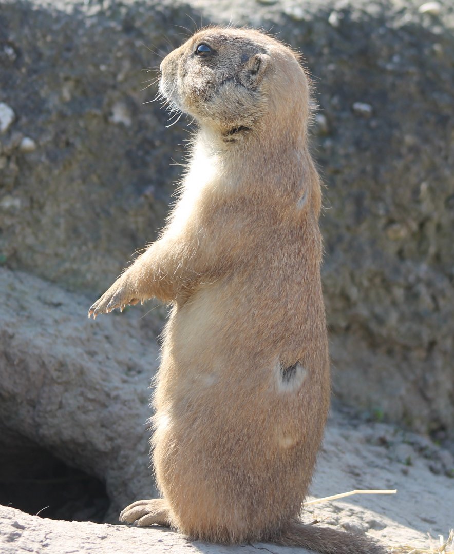 Black-tailed prairie-dog