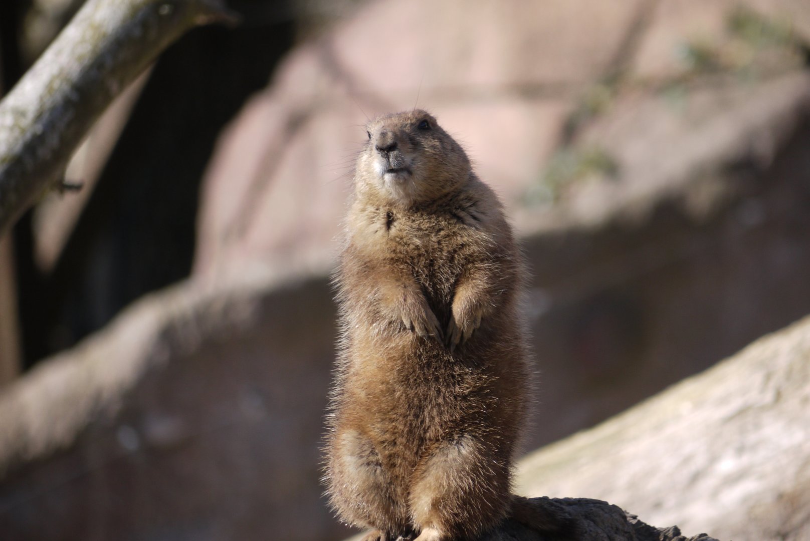 Black-Tailed Prairie Dog