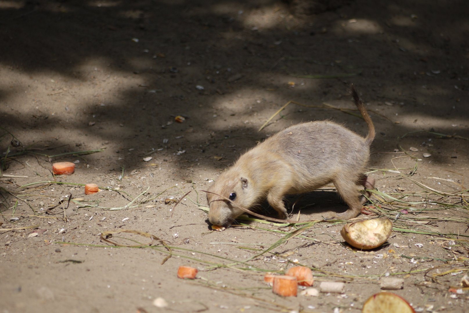 Black-Tailed Prairie Dog