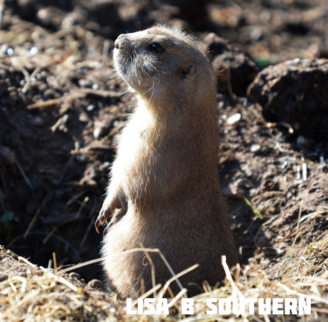 Black Tailed Prairie Dog