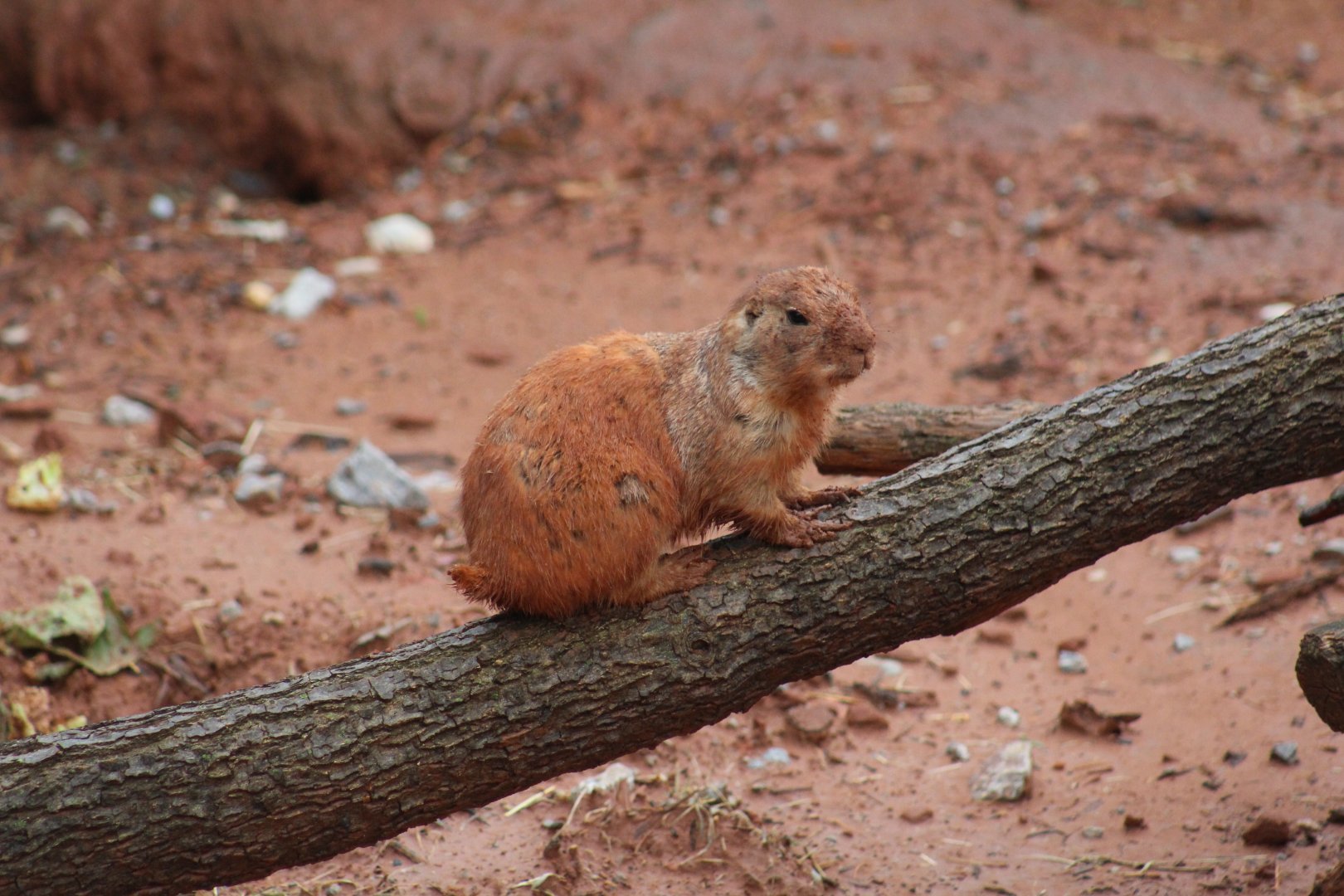 Black-Tailed Prairie Dog