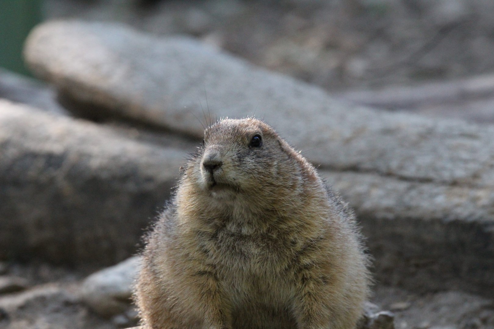 Black-tailed Prairie Dog