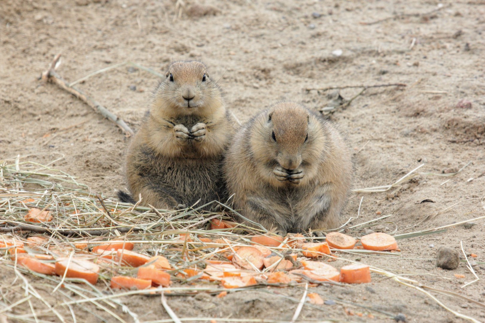 Black-tailed prairie dog