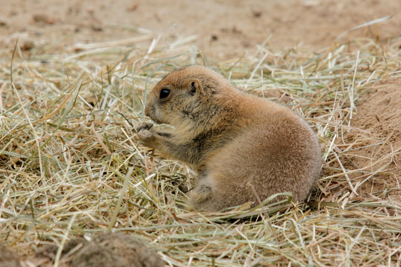 Black-tailed prairie dog