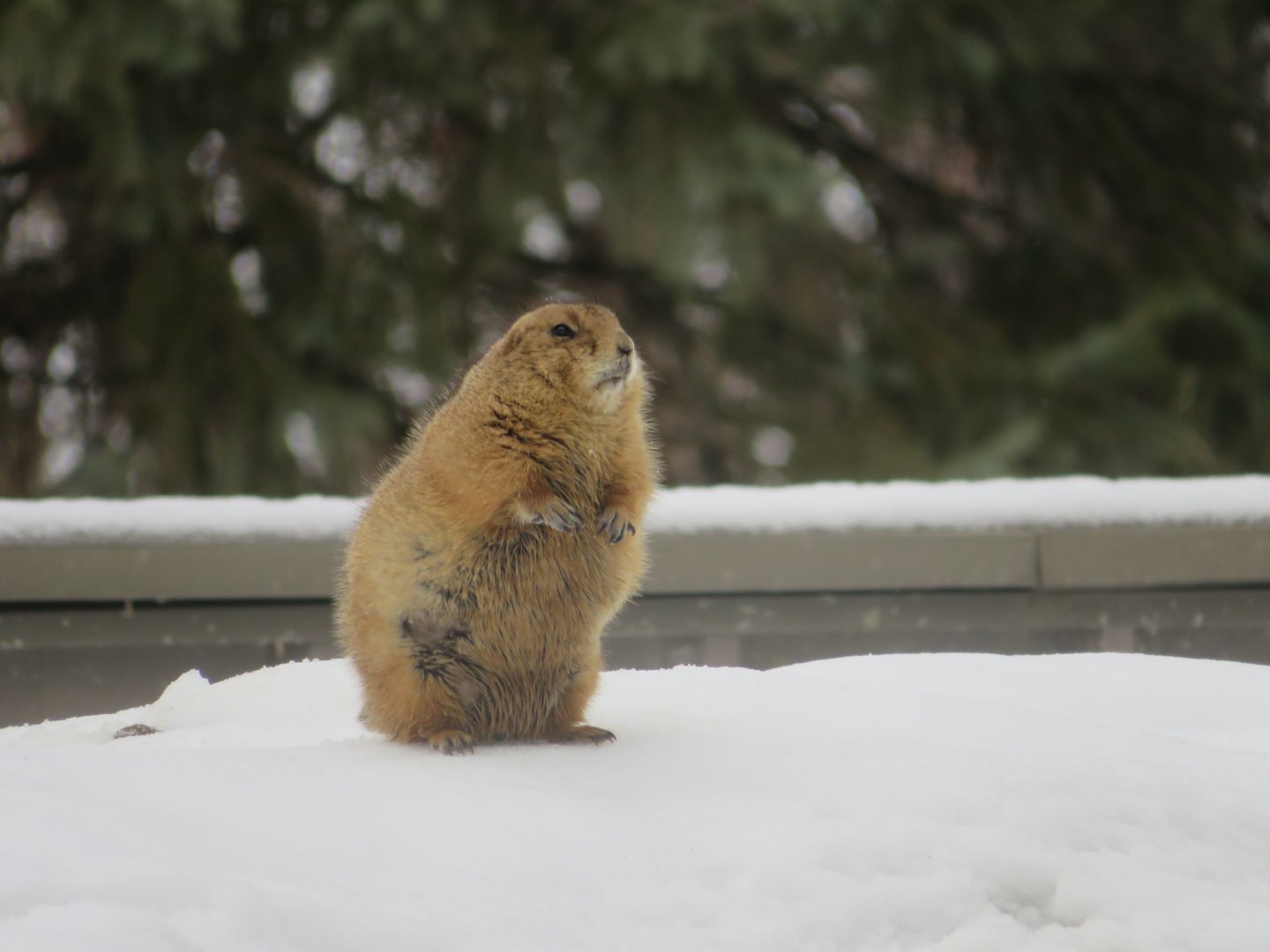 Black-tailed Prairie dog