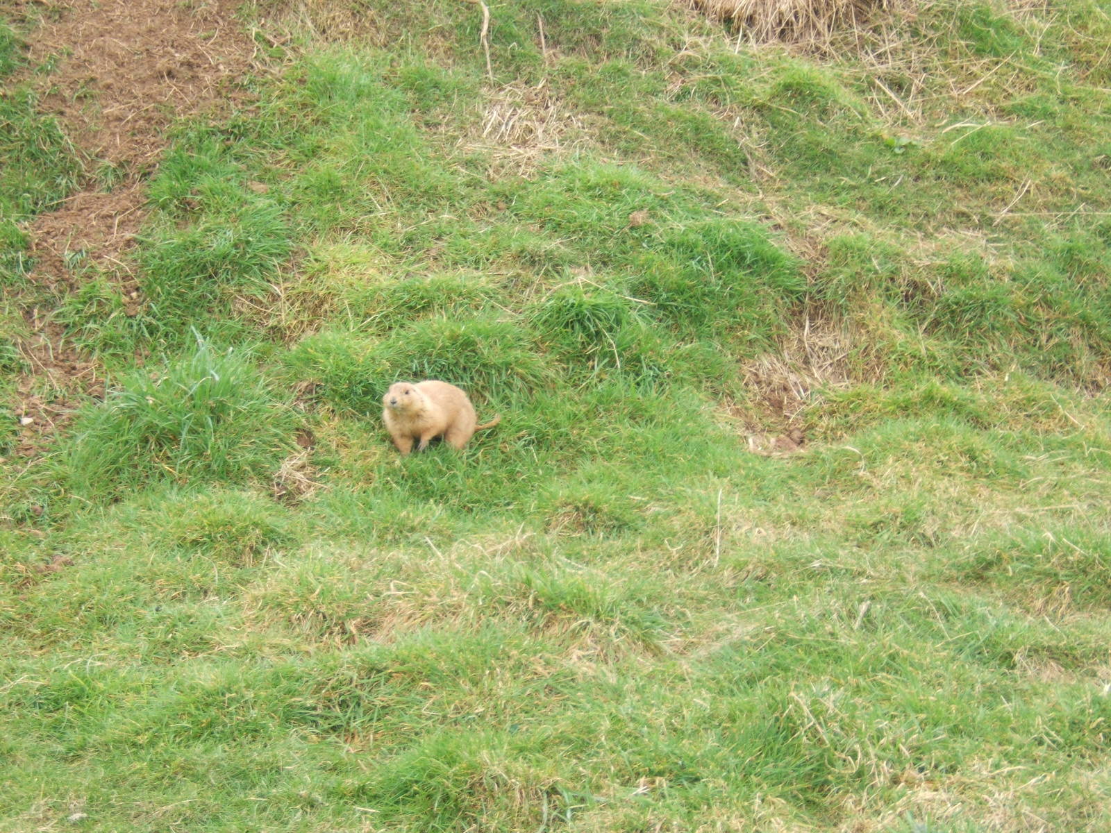 Black-tailed Prairie Dog