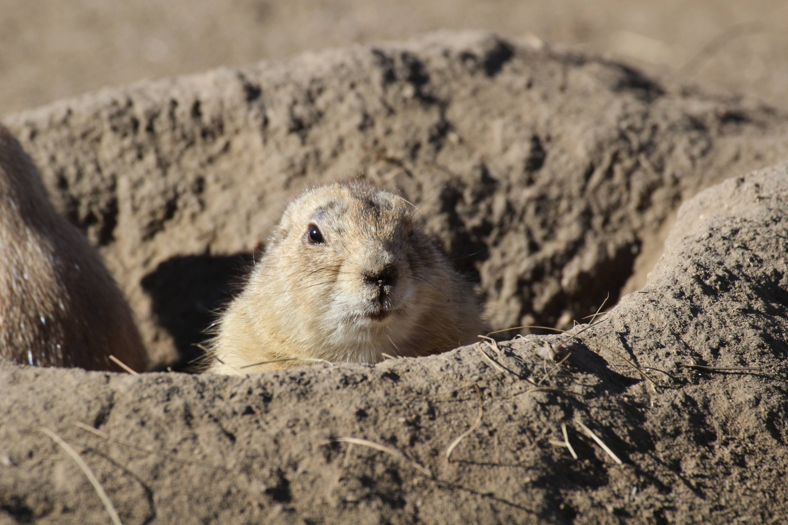 Black-tailed Prairie Dog