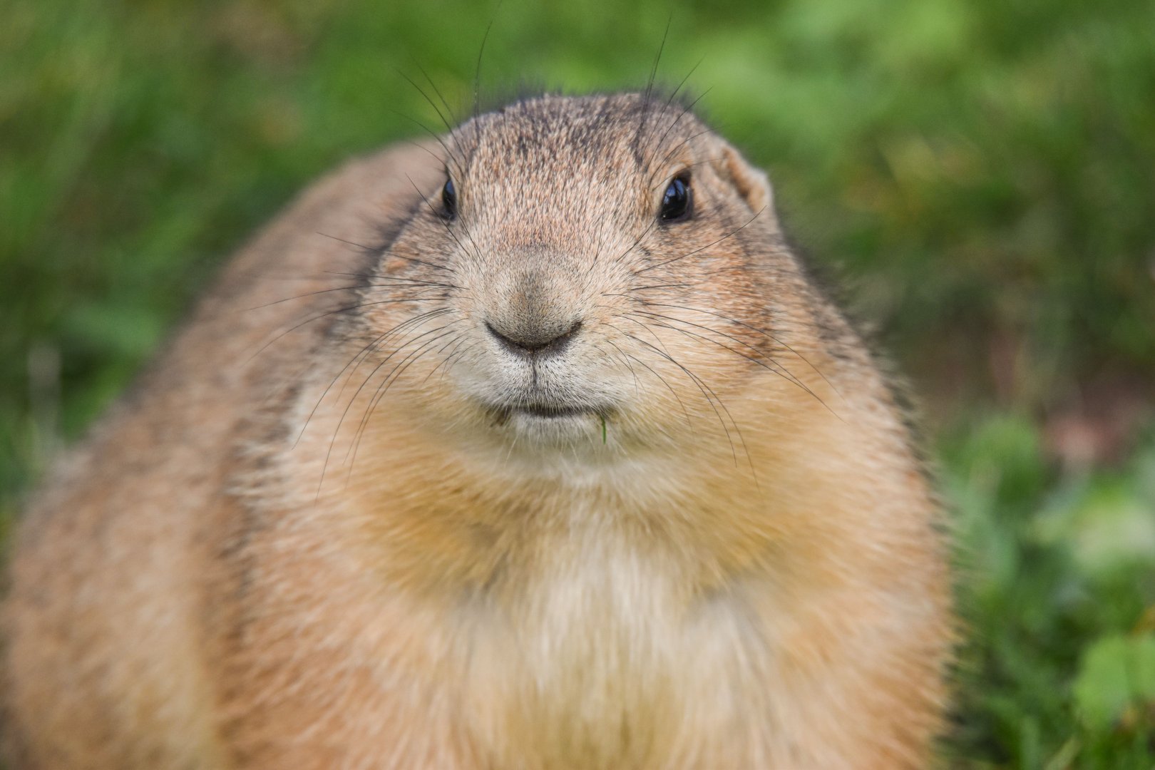 Black-tailed prairie dog