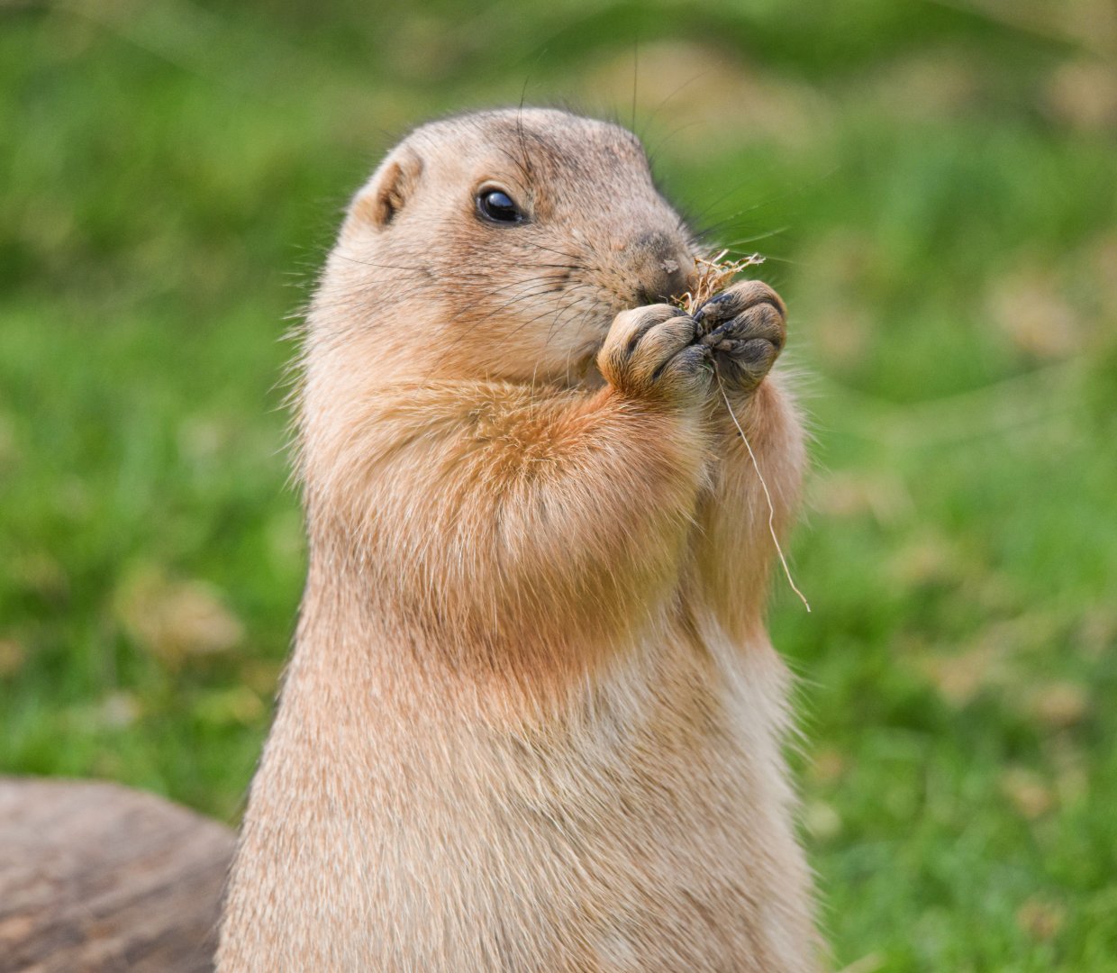 Black-tailed prairie dog