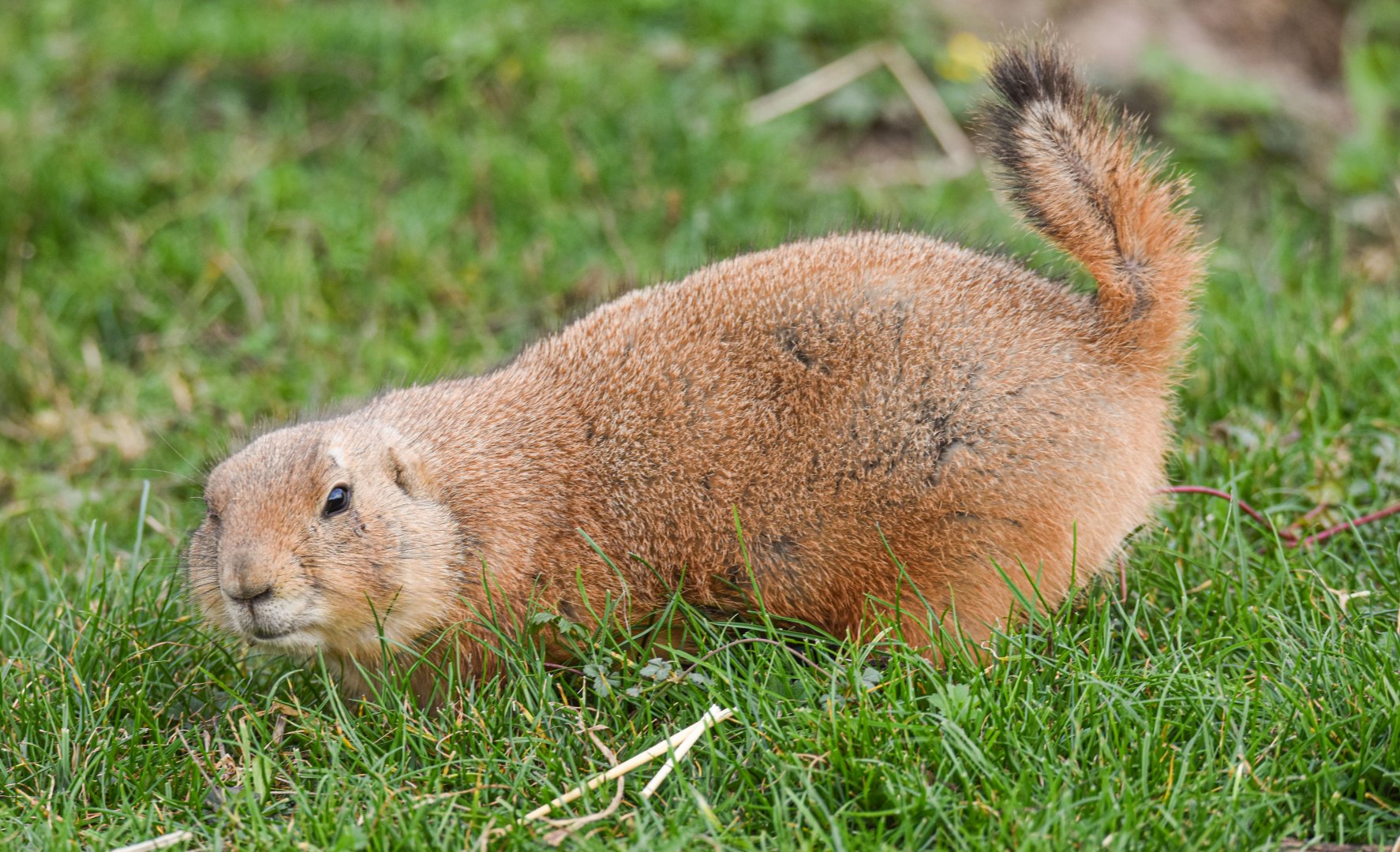 Black-tailed prairie dog