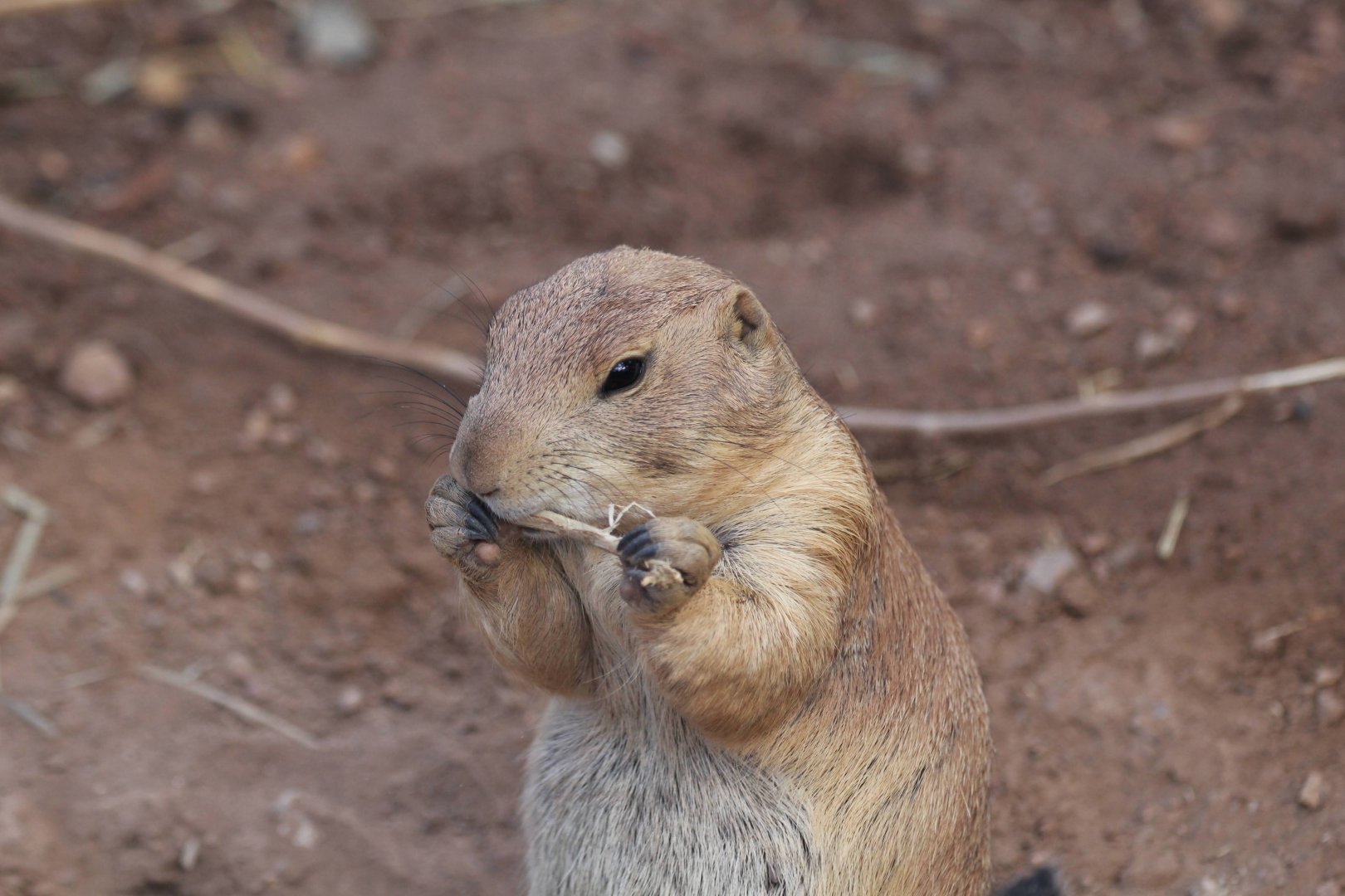 Black-tailed Prairie Dog