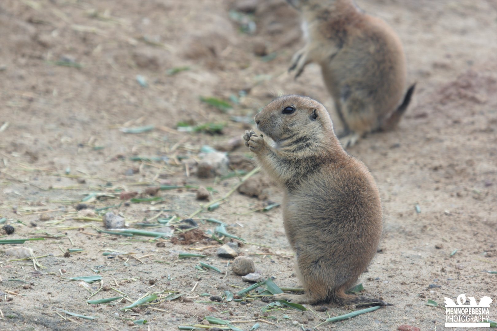 Black-tailed prairie dog