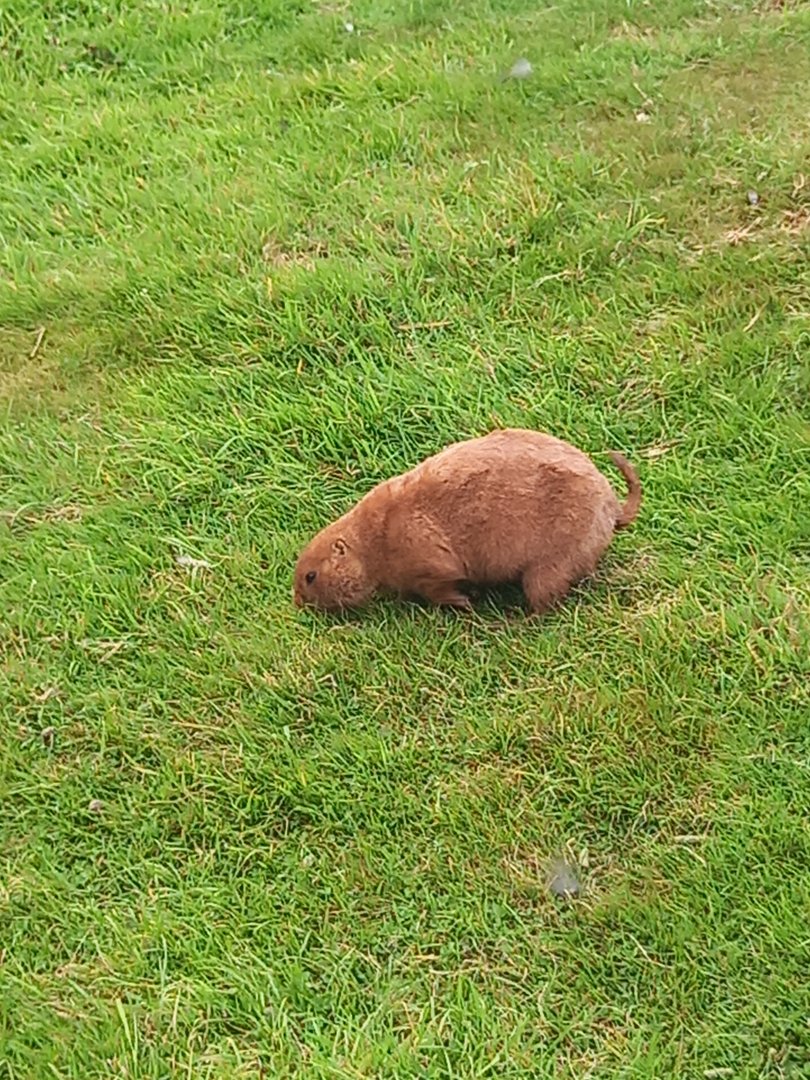 Black-tailed Prairie Dog
