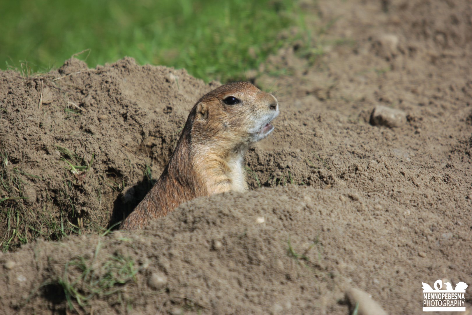 Black-tailed prairie dog