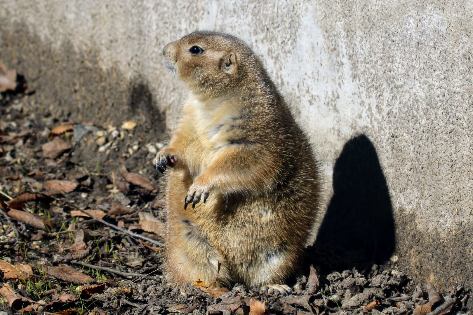 Black-tailed Prairie Dog