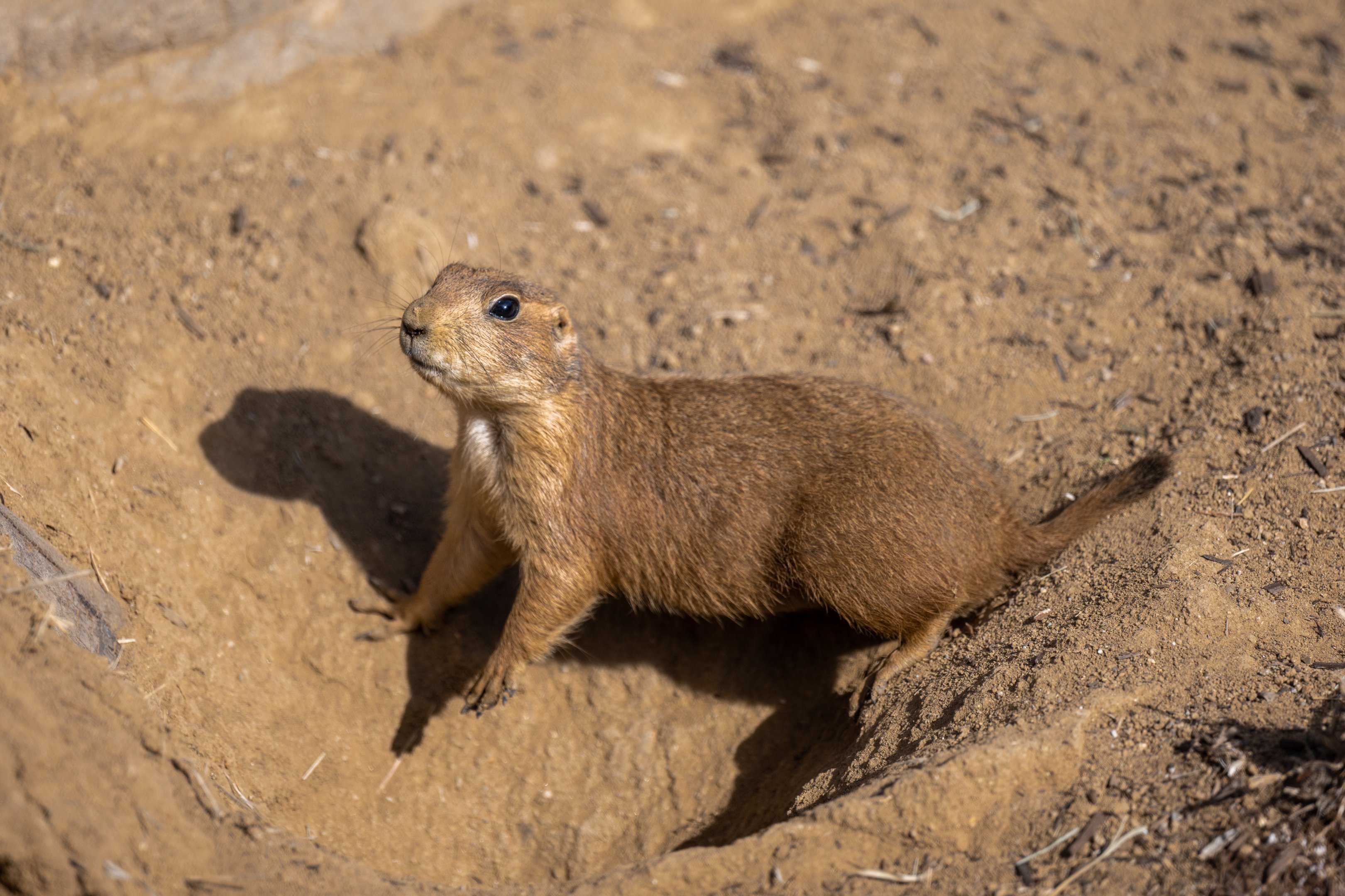 Black Tailed Prairie Dog