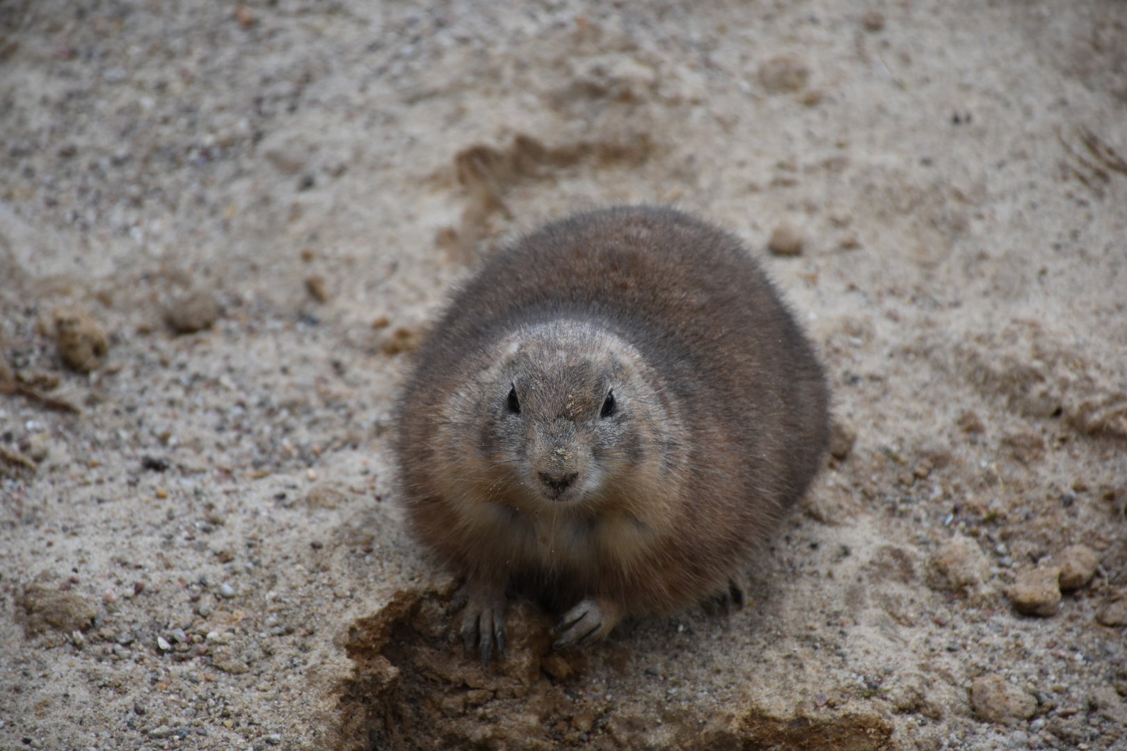 Black-tailed prairie dog