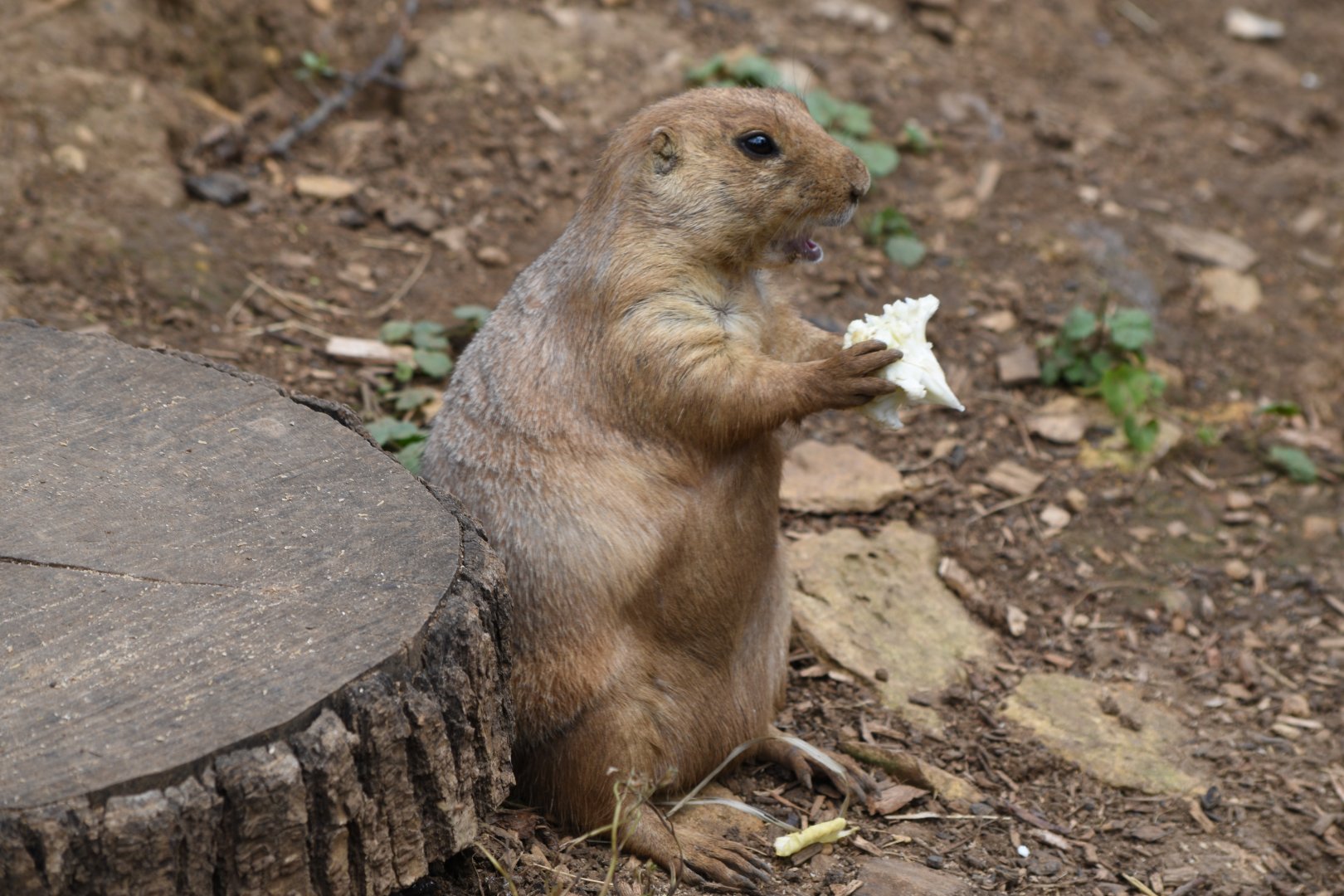Black-tailed prairie dog