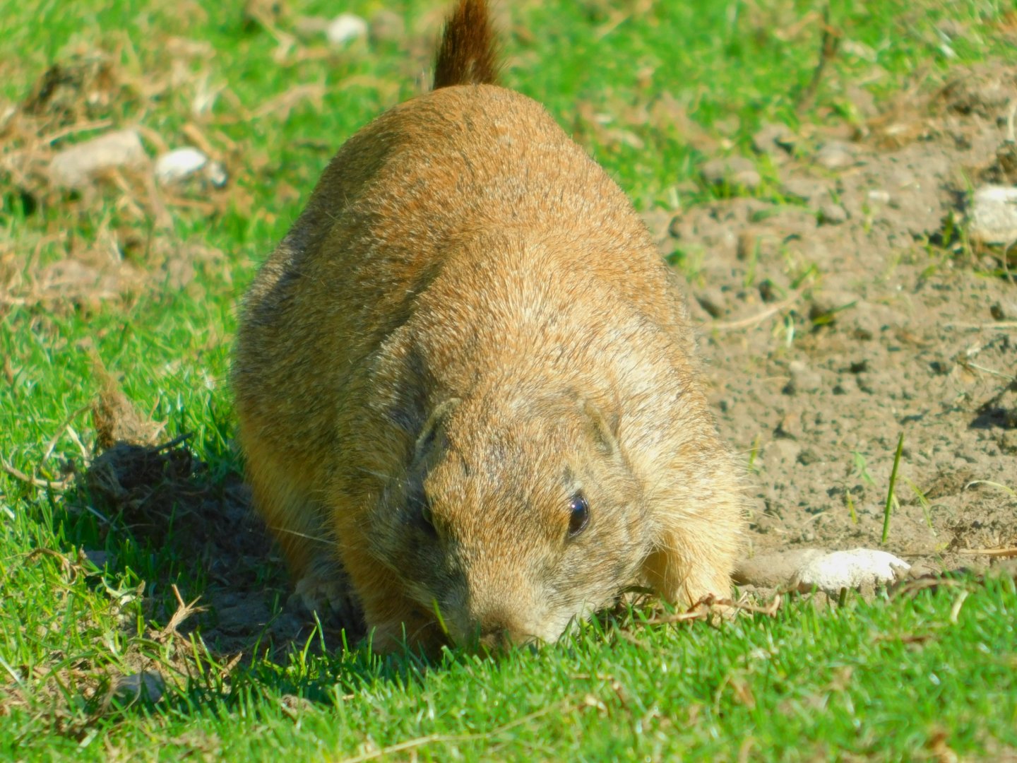 Black-tailed prairie dog
