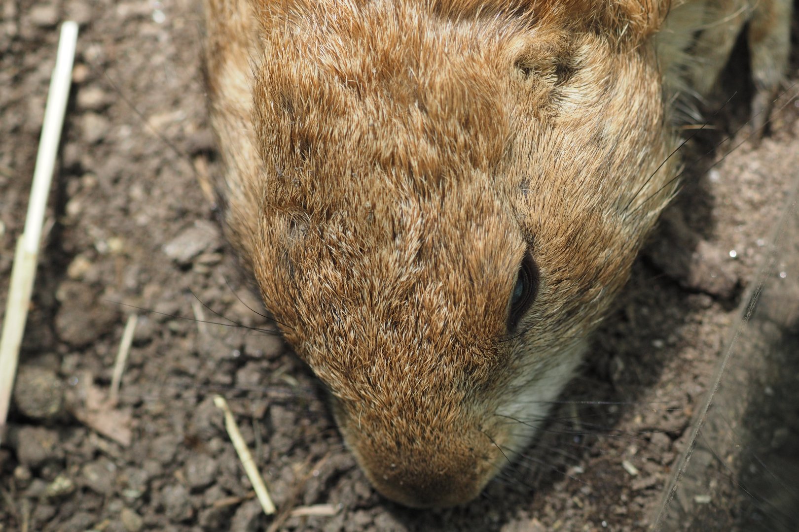 Black-tailed prairie dog