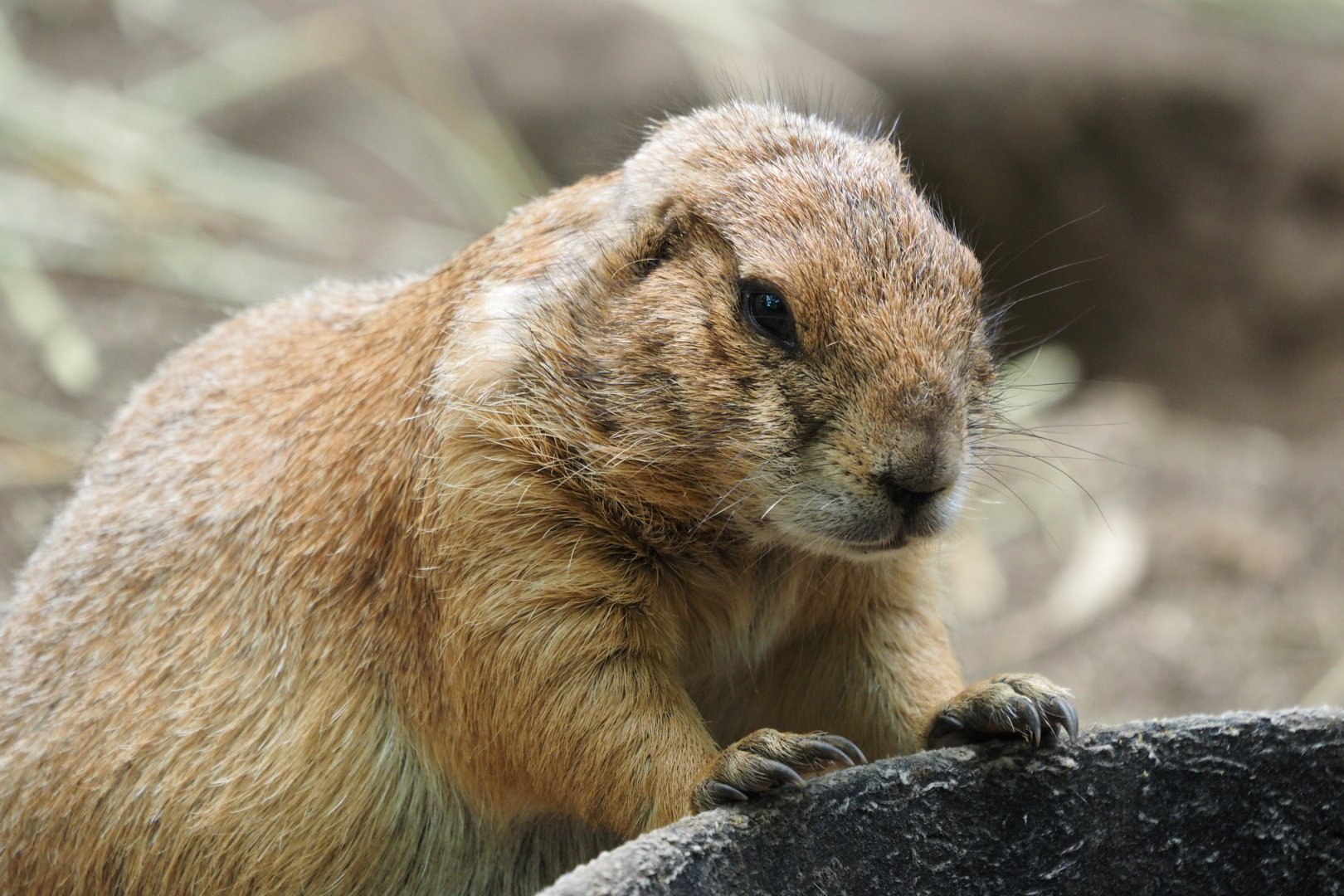 Black-tailed prairie dog