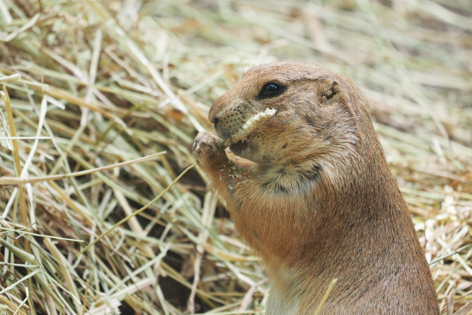 Black-tailed prairie dog