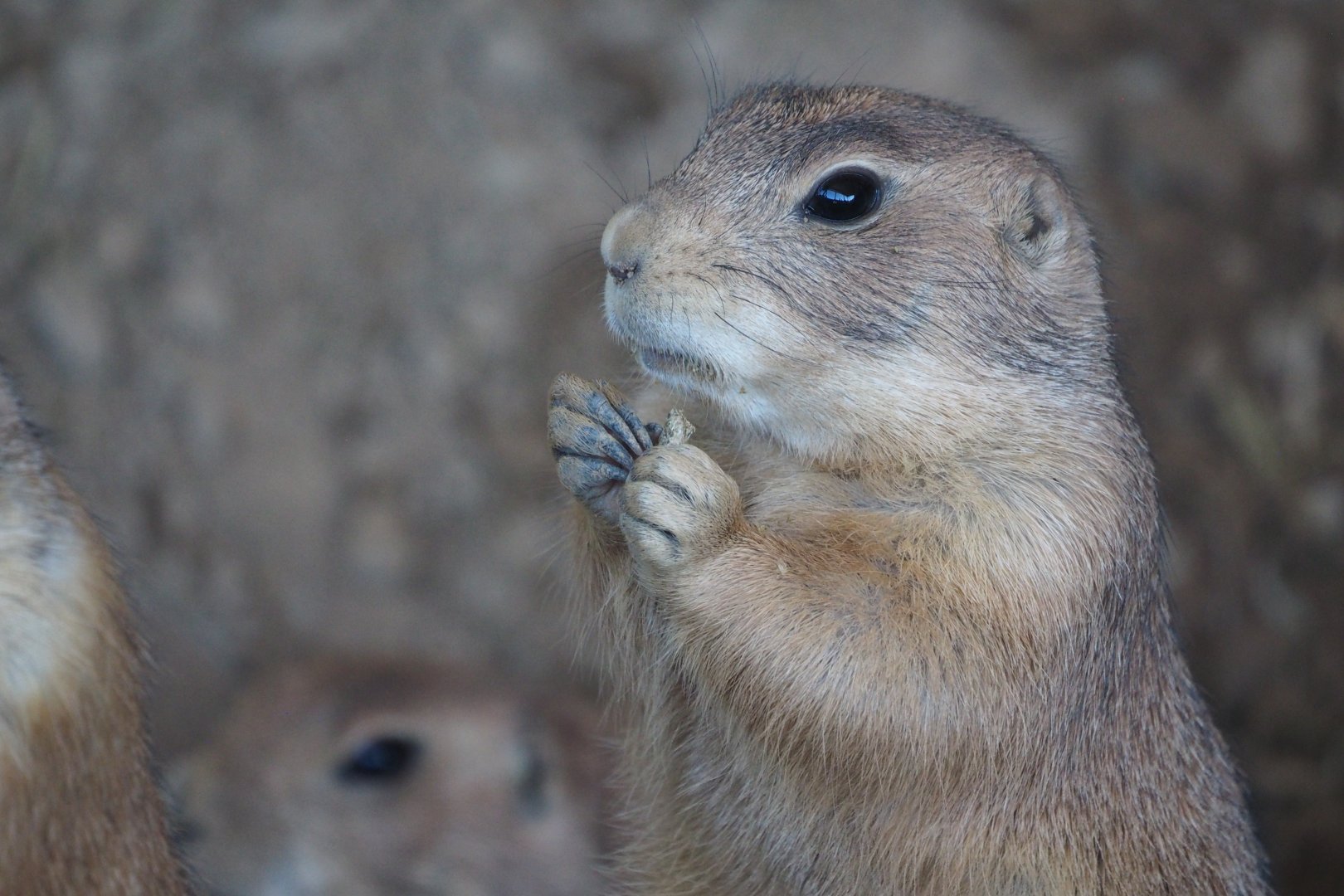 Black-tailed prairie dog